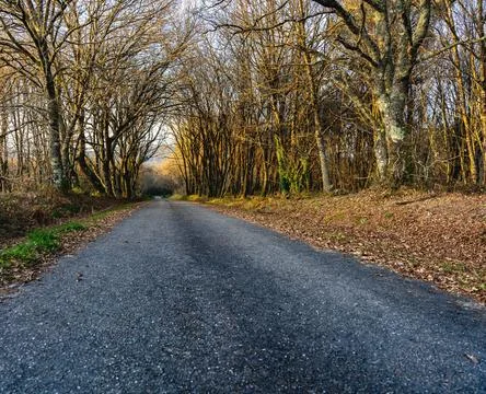 Road in winter Stock-Fotos