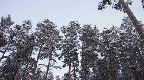 Road in Winter Pine Forest Stock Footage 61053060