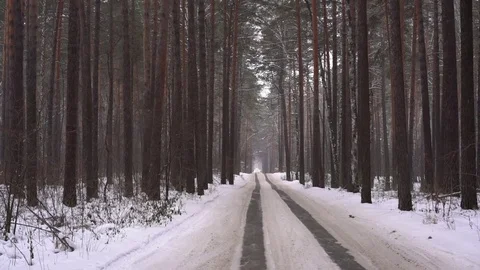 Road in the winter pine forest 库存影片 83367556