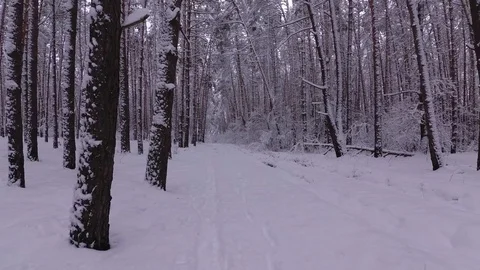 Road in the Winter Pine Forest Stock Footage 99989668
