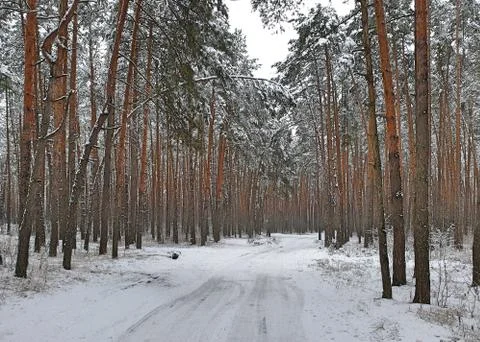 Road on winter pine forest 스톡 사진