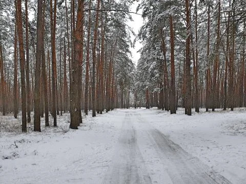 Road on winter pine forest 스톡 사진
