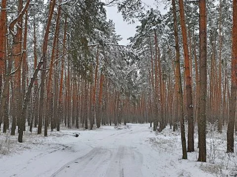 Road on winter pine forest 스톡 사진