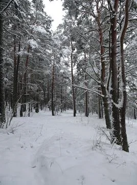 Road in winter snowy pine forest, selective focus Foto stock