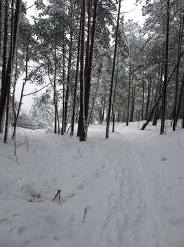 Road in winter snowy pine forest, selective focus Stock Photos