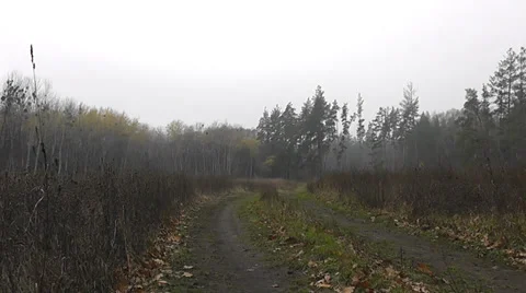 Road to wood Vídeo Stock 38731918