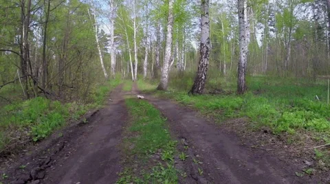 Road in the wood Stock Footage 57681972