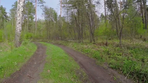 Road in the wood Stock Footage 57682070