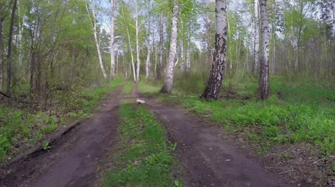 Road in the wood. Time lapse Stock Footage 57681963