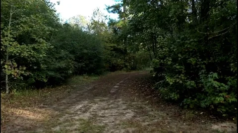 Road in the woods 1 Stock-Footage 144298282