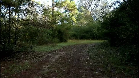 Road in the woods 2 Stock-Footage 144298290