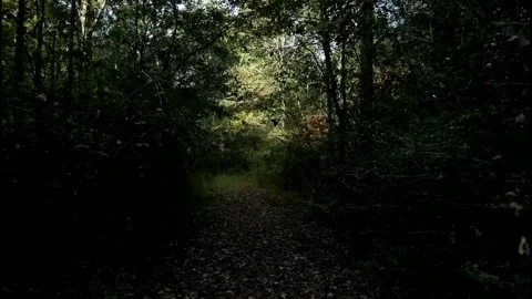 Road in the woods 3 Stock-Footage 144298289
