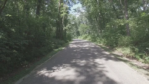 Road in the Woods [Dolly Out]2 Stock Footage 128555652
