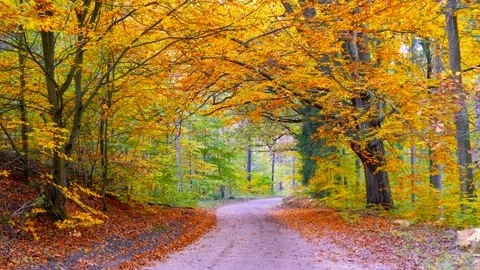 Road Woods Fall Loop Video stock 141872748
