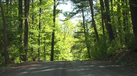 Road in the woods  Stock Footage 311897