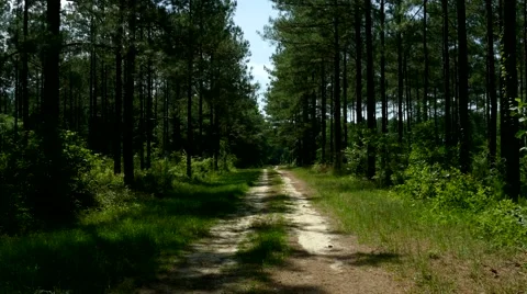 Road In The Woods 库存影片 64401513