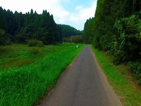 Road in the woods Stockbeeldmateriaal 80075382