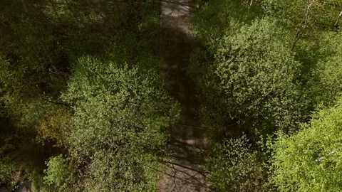 Road in the woods Stock Footage 89493605