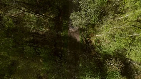 Road in the woods Stock Footage 89493682