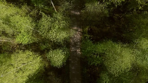 Road in the woods Vidéo 89493779