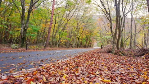 Road in the woods with maple tree in autumn season Video stock 247350773