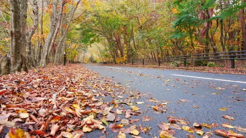 Road in the woods with maple tree in autumn season Video stock 252560428