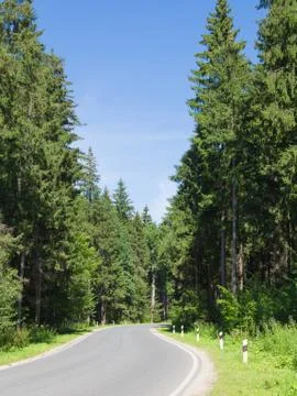 Road in the woods Foto stock