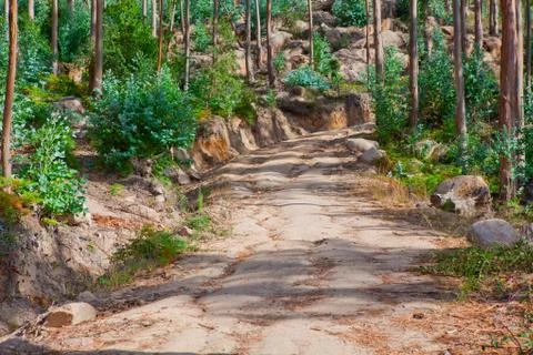 Road in the woods Stock Photos
