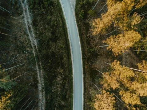 Road in woods 스톡 사진