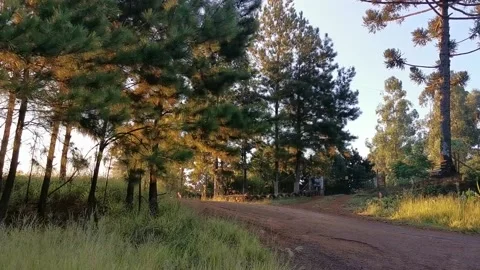 Road in the woods in sunset summer Stock Footage 138233271