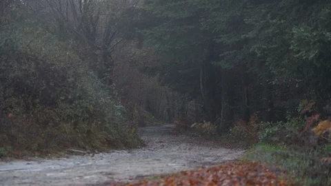 Road in the woods in winter Stock Footage 98033903