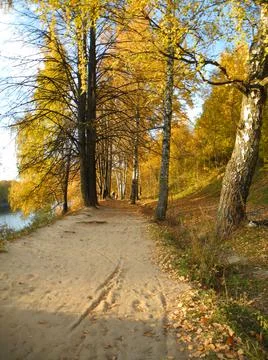 Road with yellow trees Stock-Fotos
