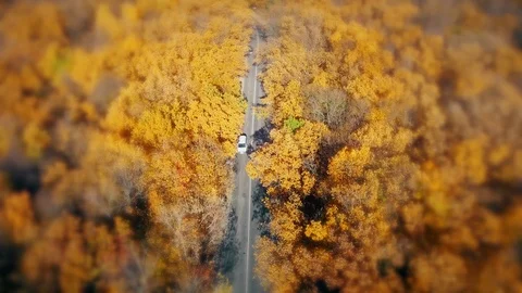 On the road in the yellow woods Stock Footage 100979817