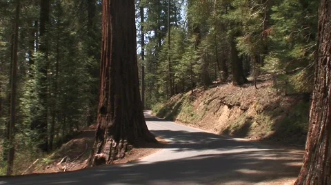 Road Yosemite 3 Stock Footage 479128