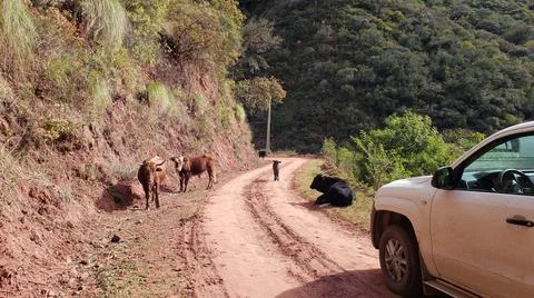 Roadblock by cows Stock Photos