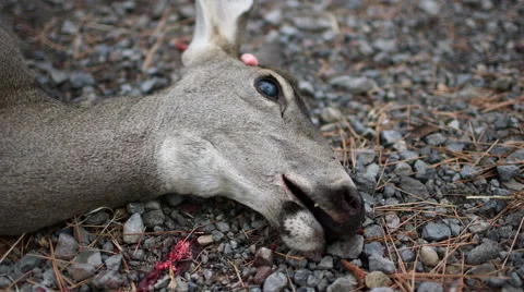ROADKILL DEAD DEER DOE WITH BLOOD ON MOUTH/HEAD; CLOSE UP Stock Footage 59069887