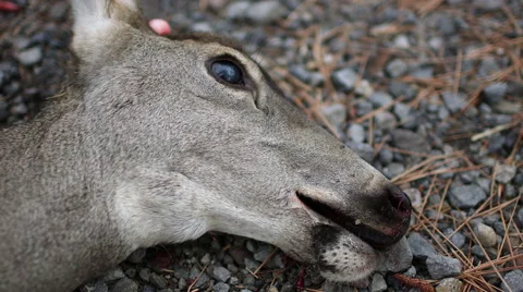 ROADKILL DEAD DEER DOE WITH BLOOD ON MOUTH/HEAD; EXTREME CLOSE UP Stock Footage 59069889