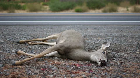 ROADKILL DEAD DEER DOE WITH CARS IN BACKGROUND; WIDE Stock Footage 59069839