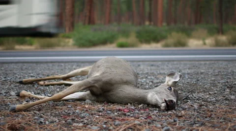ROADKILL DEAD DEER DOE WITH RV IN BACKGROUND; WIDE Stock Footage 59069841