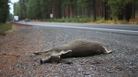ROADKILL DEAD DEER DOE WITH RV IN BACKGROUND; WIDE ALT Stock Footage 59069895