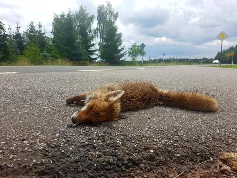 Roadkill dead fox Stock Photos