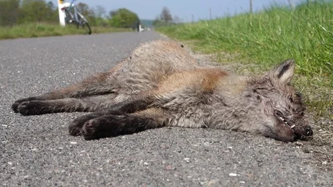 Roadkill, a decaying dead red fox cub with swarming and egg laying bluebottles 스톡 동영상 75809037