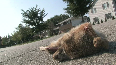 Roadkill Drive-By Video stock 280700