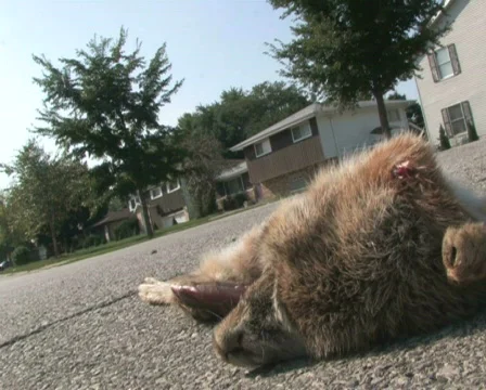 Roadkill Drive-By Video stock 284809