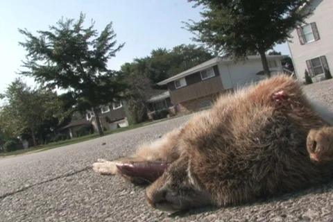 Roadkill Drive-By Video stock 285190