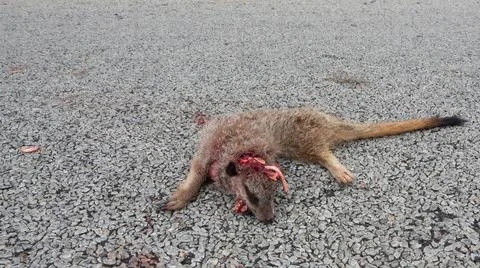 Roadkill. The flat carcass of a mongoose on a tar road. The animal's jaw is b Stock Photos