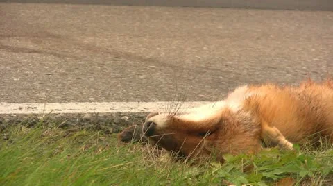 Roadkill Fox Video stock 11968809