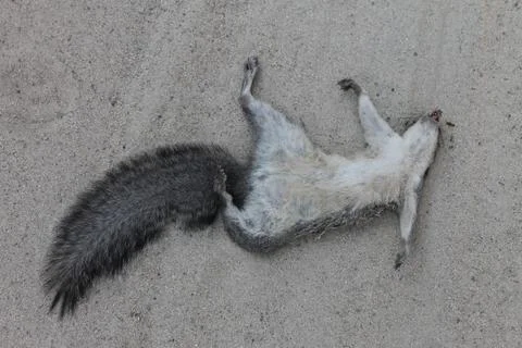 Roadkill Grey Squirrel Foto stock
