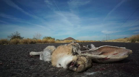 Roadkill Jackrabbit with Flies Stock Footage 35218950
