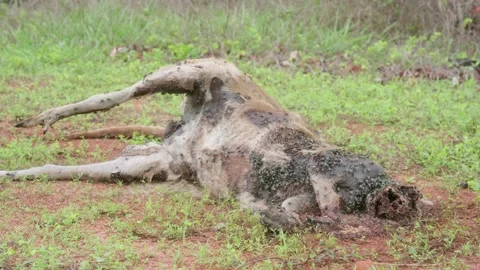 Roadkill Kangaroo 1 Stock Footage 323437325